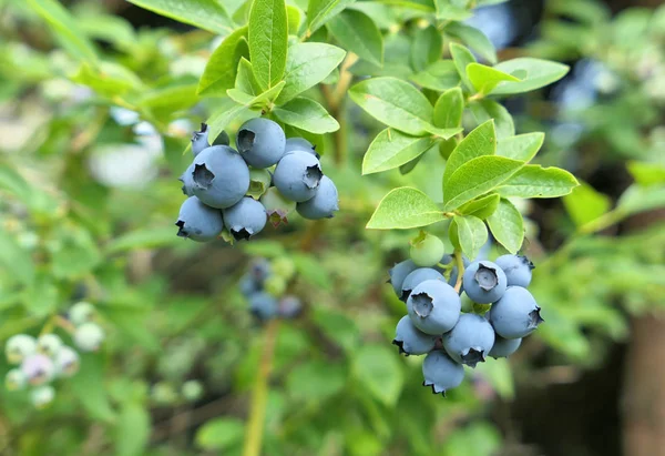 Highbush Blueberry plant met fruit op tak — Stockfoto