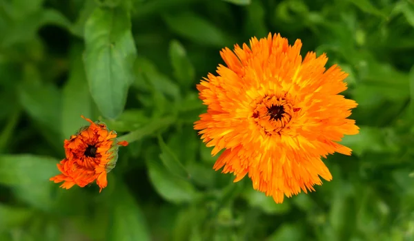 Flores de caléndula naranja que crecen en el jardín de hierbas . — Foto de Stock