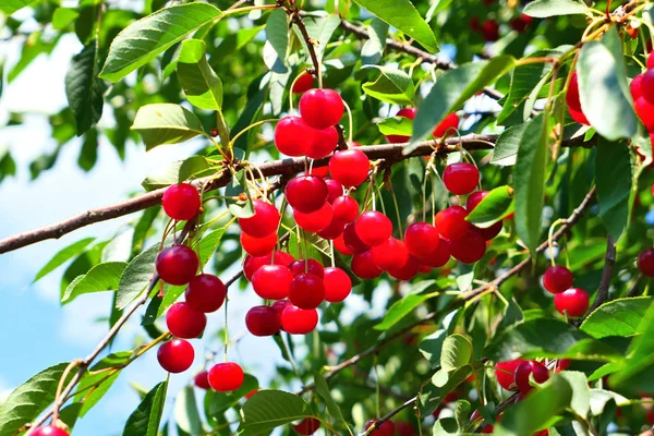 Ağaçta kırmızı kiraz meyveleri. — Stok fotoğraf
