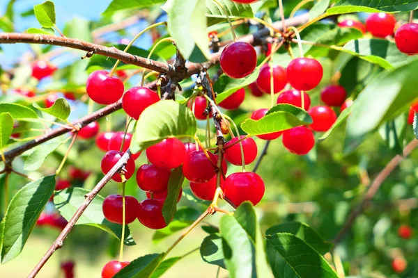 Rama de árbol de frutas de cerezas rojas . — Foto de Stock