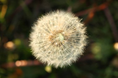 Kuru karahindiba çiçeği tohumu arka plan.