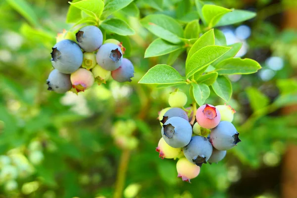 Highbush Blueberry plant met fruit op tak — Stockfoto