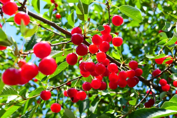 Frutos vermelhos cerejas pendurados no ramo . — Fotografia de Stock