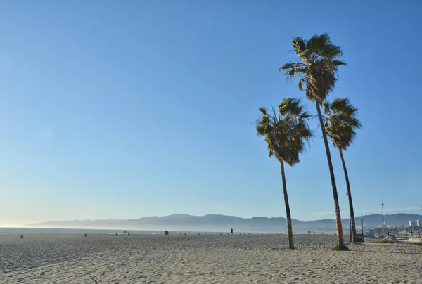 Palmové stromy na Venice Beach, La — Stock fotografie