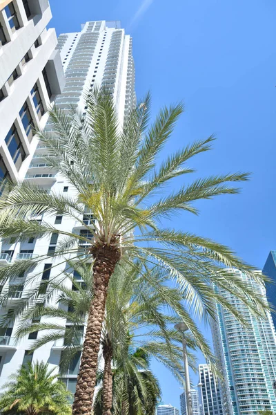 Miami Downtown gökdelen binaları, palmiye ağacı.