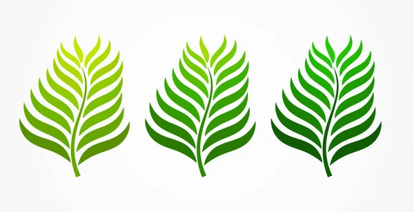 Trois feuilles de palmier vert . — Image vectorielle