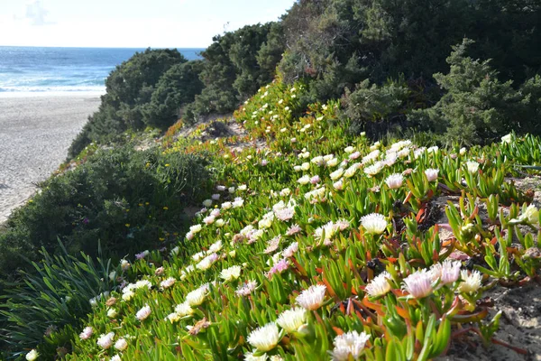 Plaża nad Oceanem Atlantyckim w Portugalii. — Zdjęcie stockowe