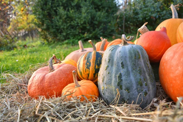 Pumpaskörd på halm — Stockfoto