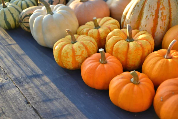 Little colorful pumpkins on wooden background. — Stock Photo, Image