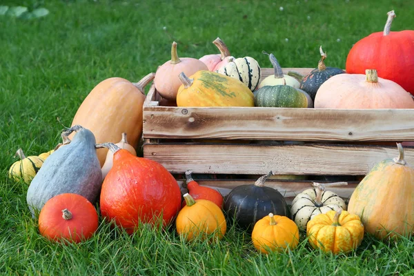 Farbenfrohe Kürbisernte im Herbst — Stockfoto
