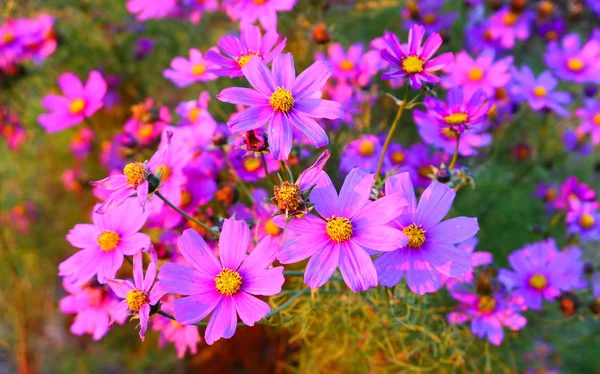 Pink cosmos flowers in autumn garden — Stock Photo, Image