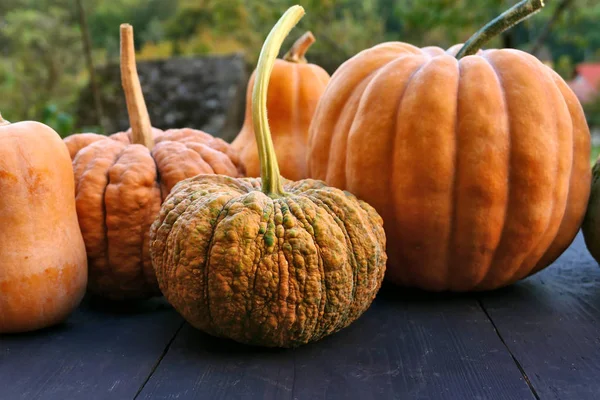 Calabaza deformada de cerca . —  Fotos de Stock