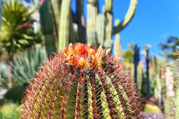 Nahaufnahme von Kakteenblüten in einem exotischen Garten, Frankreich. — Stockfoto