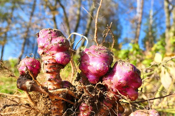 Jerusalem artichoke root bulbs close up. — Stock Photo, Image