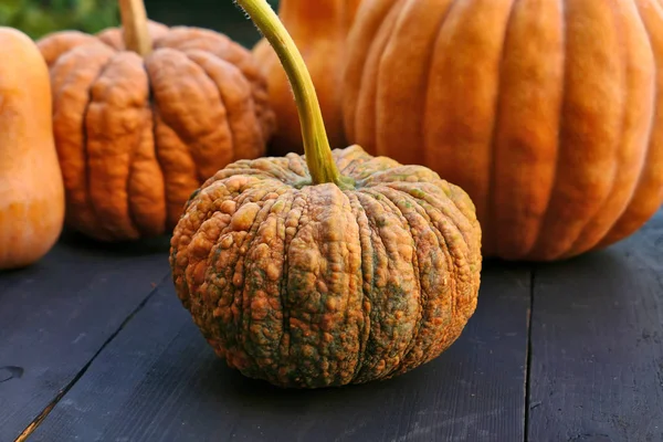 Warted pumpkin close up — Stock Photo, Image