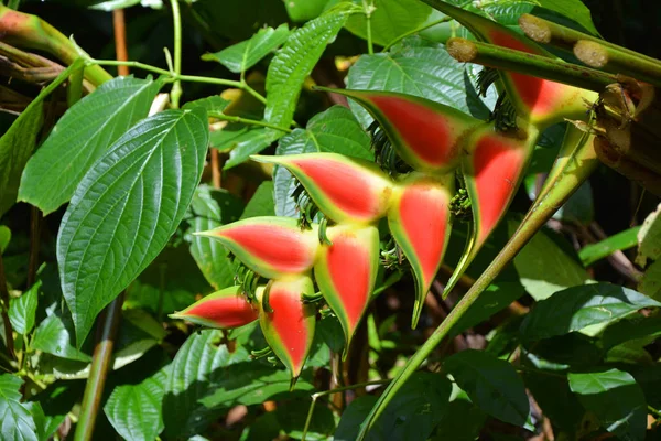 Heliconia rostrata wächst wild im Dschungel auf Dominica — Stockfoto