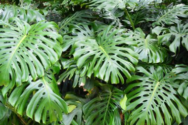 Koyu yeşil canavar arka planda kalır.. 