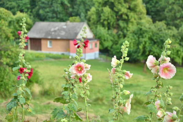 ポリッシュ地方のHollyhock Alcea花と夏の庭の風景 — ストック写真