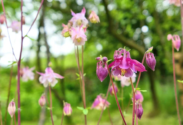 Rosafarbene Kolumbinen Blühen Garten — Stockfoto
