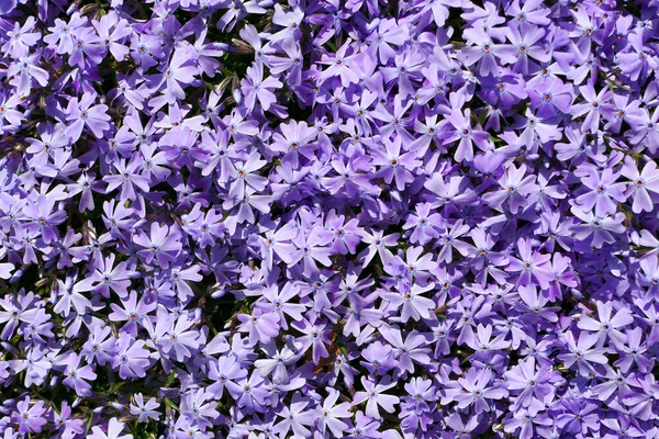 Fond Fleurs Phlox Violet Vif — Photo