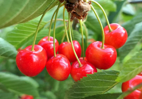 Édes Cseresznye Gyümölcs Lóg Ágon Cseresznyefa Szelektív Fókusz — Stock Fotó