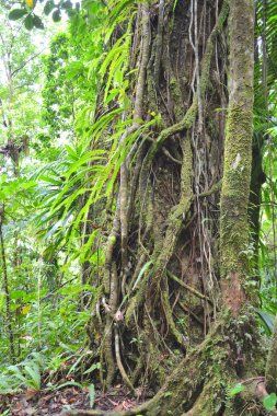 Dominica Adası, Karayipler 'deki ormanda yetişen tropik bitkiler epifitler ve ağaçlar.