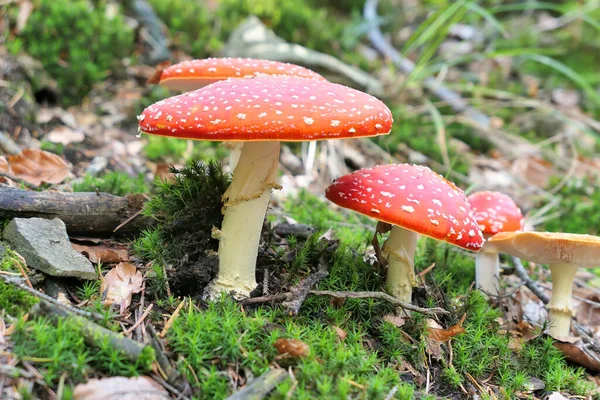 Ομάδα Κόκκινων Toadstools Που Αναπτύσσονται Στο Δάσος — Φωτογραφία Αρχείου