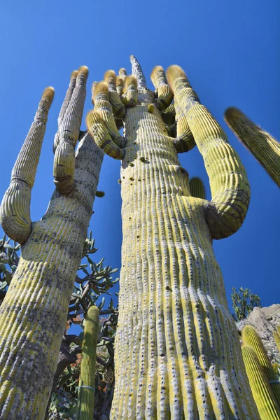 Riesiger Kaktus Wächst Einem Exotischen Garten Monaco Selektiver Fokus — Stockfoto