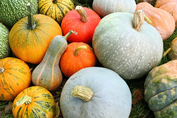 カラフルな有機カボチャとスカッシュのコレクション 秋の収穫 — ストック写真
