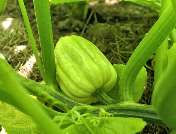 Acorn squash growing on the plant in vegetable garden.