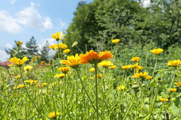 ハーブガーデンで成長する予定の花 選択的焦点 — ストック写真
