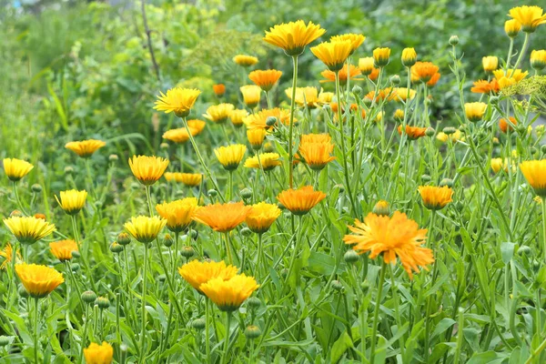 Calendula Fleurs Poussant Dans Jardin Herbes — Photo