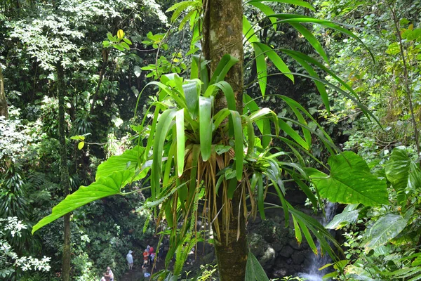 Plantas Epífitas Tropicais Tronco Árvore Crescendo Selva Ilha Dominica — Fotografia de Stock