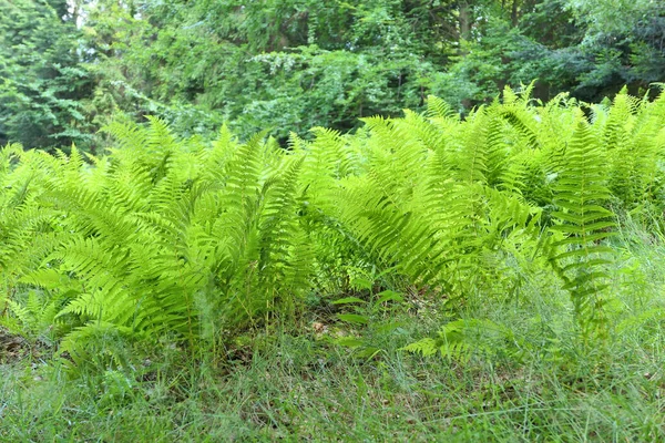 Samambaias Verdes Crescendo Clareira Florestal Polônia — Fotografia de Stock