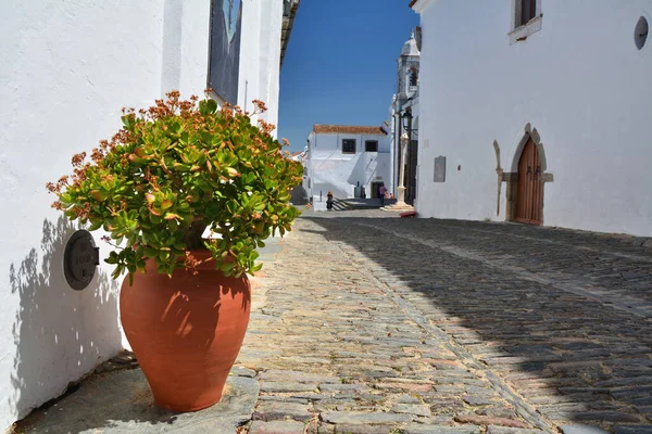 Ulica Monsaraz Portugalii Crassula Ovata Szczęśliwa Roślina Garnku — Zdjęcie stockowe
