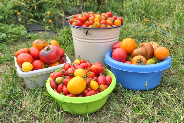 蔬菜园种满五彩缤纷的家养番茄收获 — 图库照片