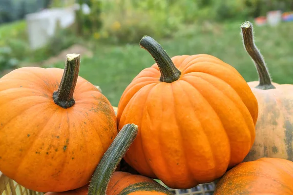 Calabazas Apiladas Jardín Cosecha Otoño — Foto de Stock