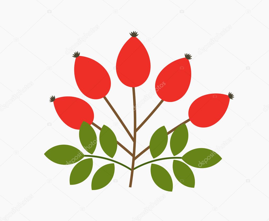 Rose hip fruits. Autumn vector illustration.