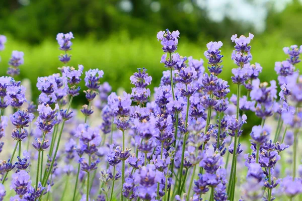 Lavendelblüten Wachsen Garten — Stockfoto