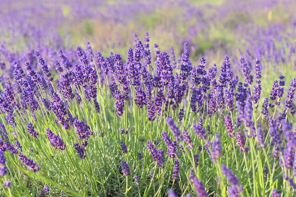 Lavendel Blüht Sommer Selektiver Fokus — Stockfoto