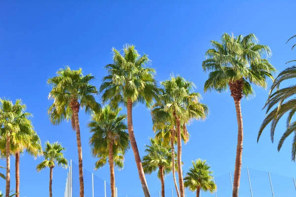 Høye Palmetrær Blå Himmel – stockfoto