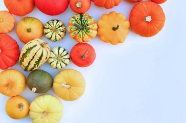 Renkli balkabakları ve kabak arka planı. Sonbahar koleksiyonu.