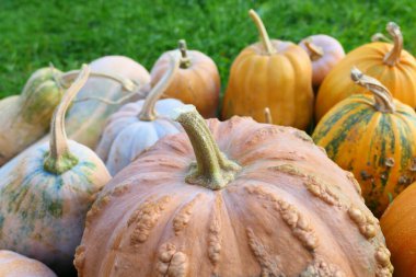 Balkabağı hasadına yaklaştık. Cucurbita moschata Maroc kabağı ön planda.