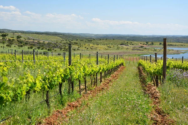 Paisaje Escénico Del Viñedo Alentejo Portugal — Foto de Stock