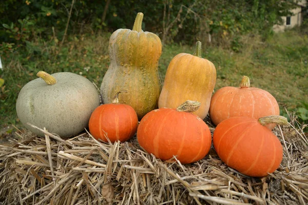 Herbstkürbisse Auf Stroh Garten — Stockfoto