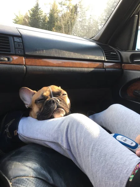 Den Franska Bulldog Tupplur Bilen Med Honom Ägare — Stockfoto