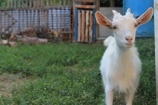 Goat Yard — Stock Photo, Image