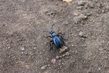 Kayadaki bir böceğin yakın plan fotoğrafı.