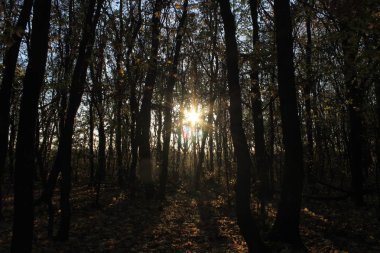 Ormanda güzel bir gün batımı