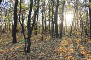 Ağaçlar ve yapraklarla dolu sonbahar ormanı